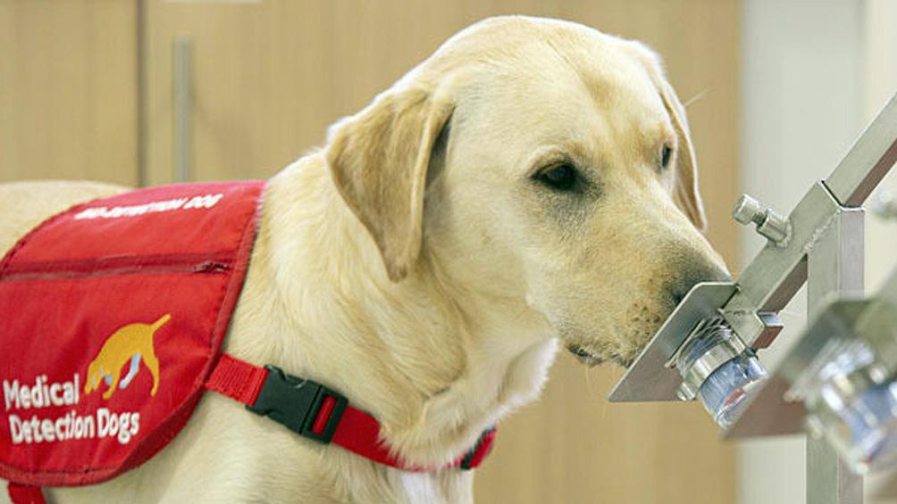 perros reino unido