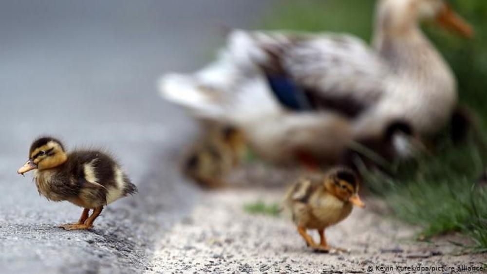 Patos