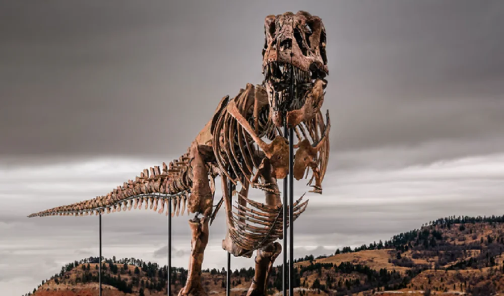 Tiranosaurios rex Gus 1