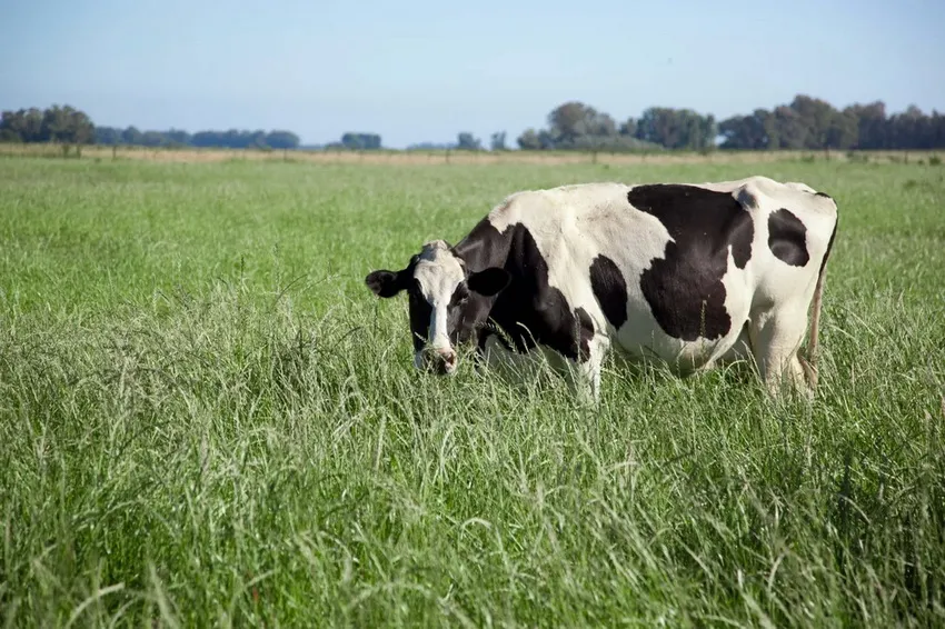 vaca-lechera_ archivo NA