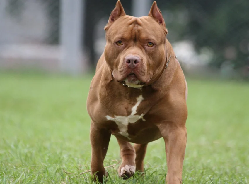 Perros-Potencialmente-Peligrosos-PPP_ NA