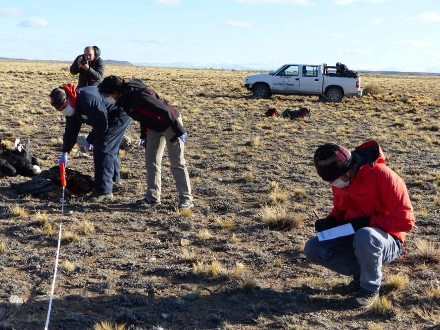 Hallaron 6 cóndores muertos en Santa Cruz 1