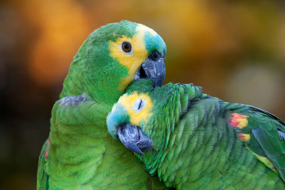 EL OBJETIVO FOTO Parque Nacional Traslasierra - Loros habladores - © Pablo Rodríguez Merkel