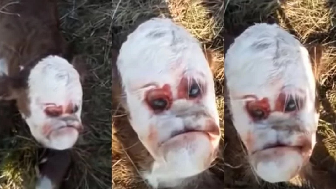Ternero con rostro humano