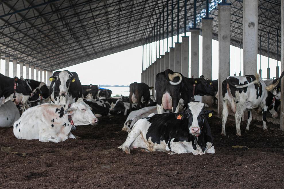 vacas