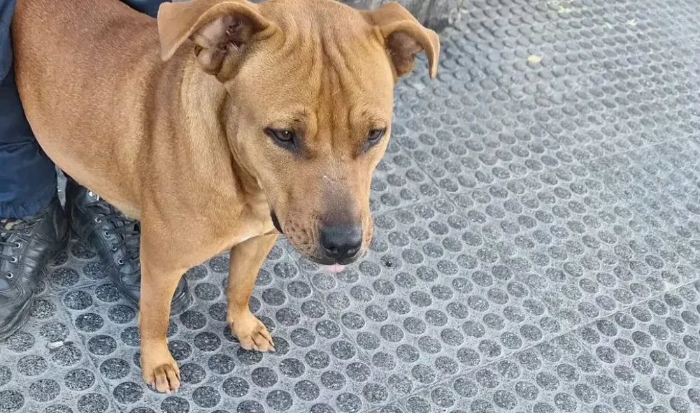 perro