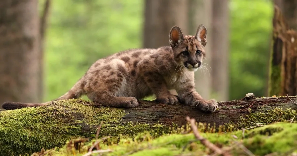 cachorro de puma