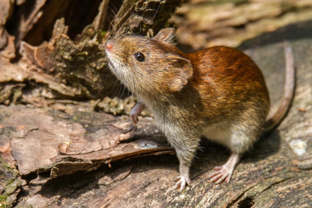 0731_hantavirus_1280a