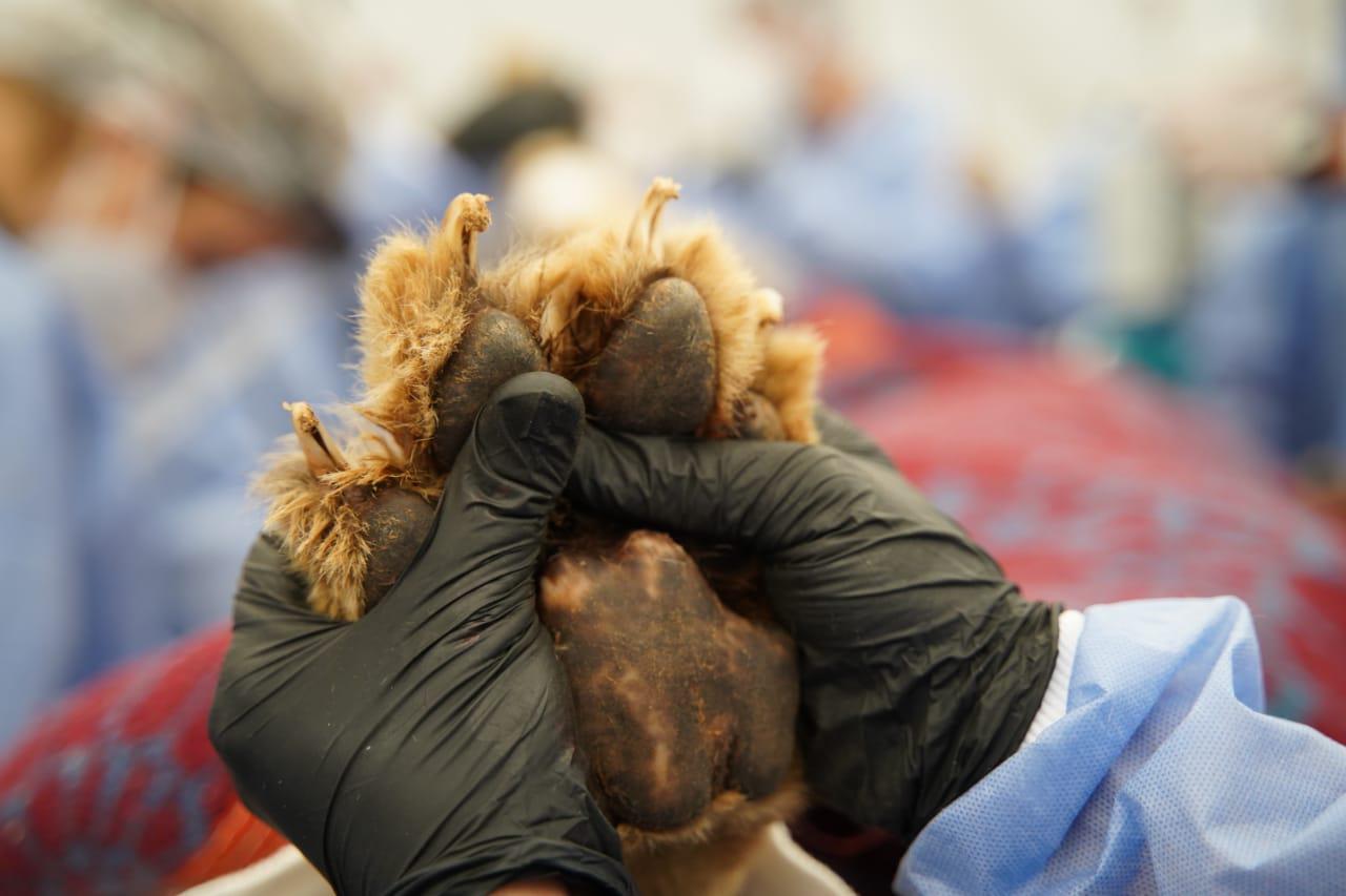 veterinaria