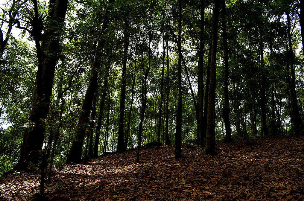 Bosque