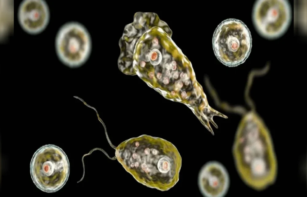 ameba Naegleria fowleri (come cerebros)