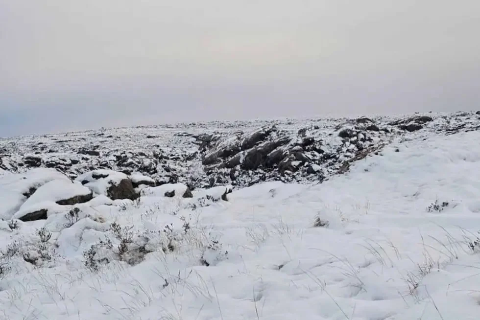 nieve