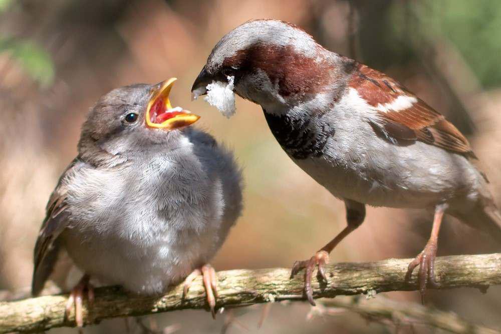 Passer domesticus