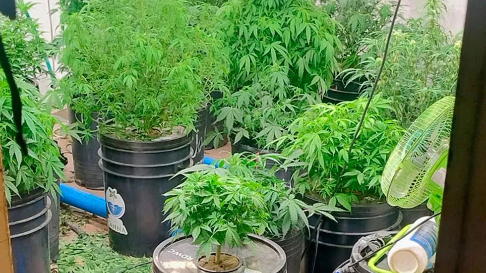 vivero de marihuana