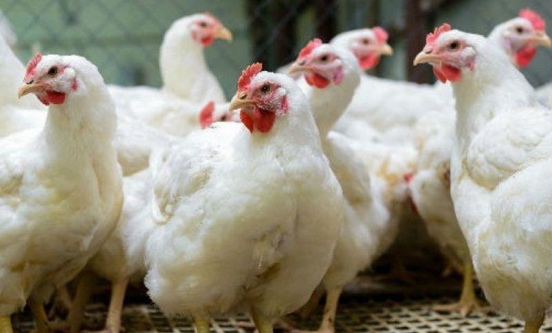 gallinas
