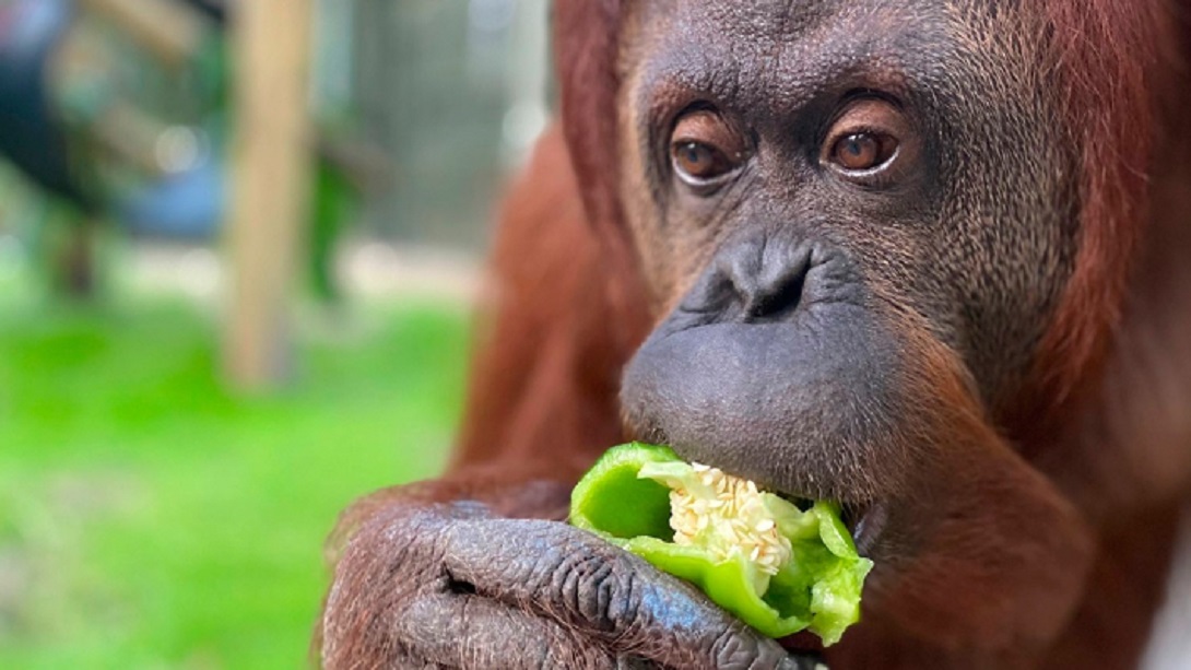 Orangutana1