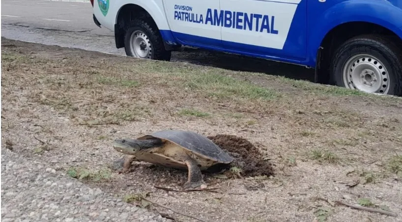 tortuga acuática