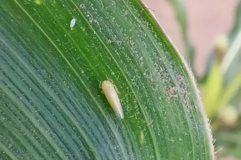 EL OBJETIVO FOTO CHICHARRITA DEL MAIZ X MINISTERIO BIOAGROINDUSTRIA