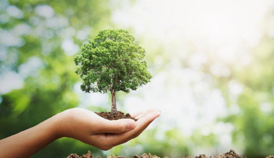 árbol