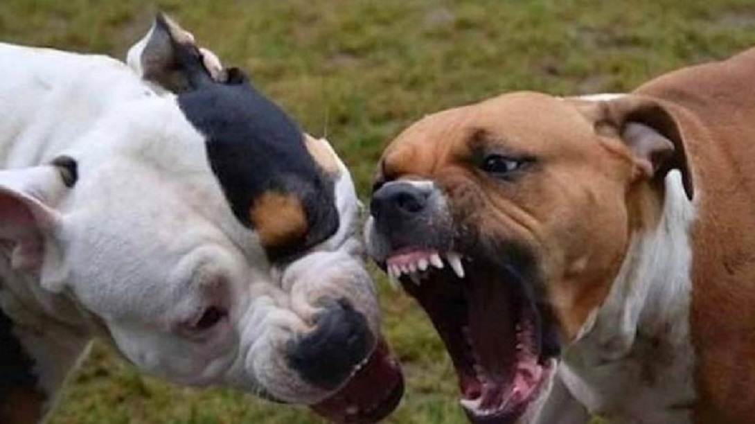 pitbulls