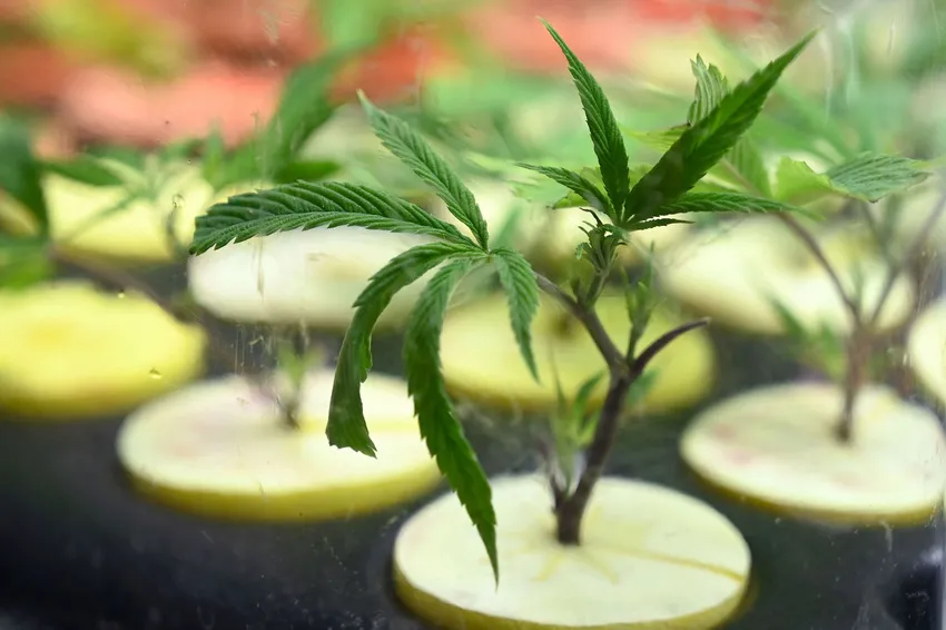 cannabis_ archivo NA