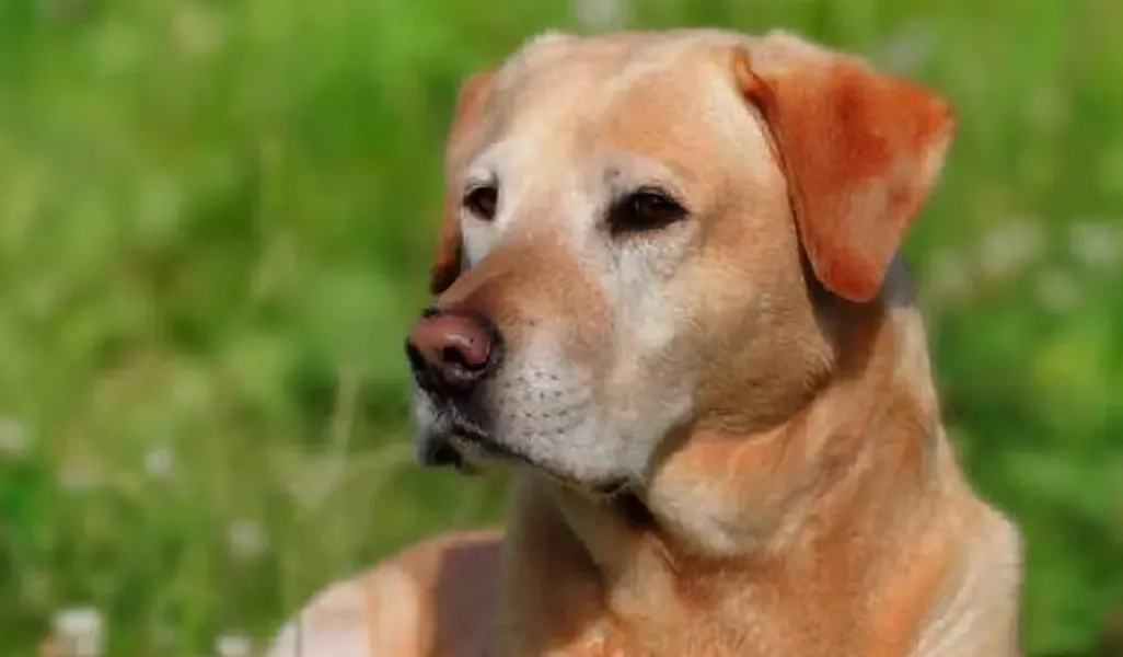 perro