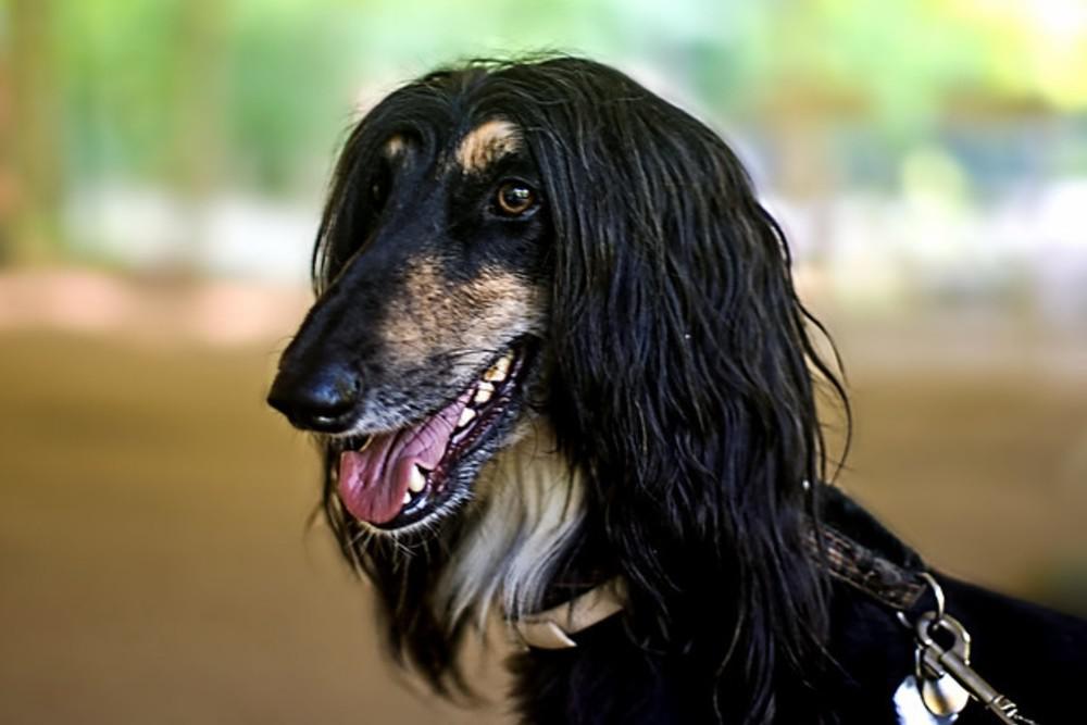 A 16 años del nacimiento de Snuppy, el primer perro clonado