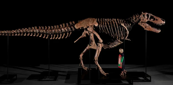 Tiranosaurios rex Gus 2