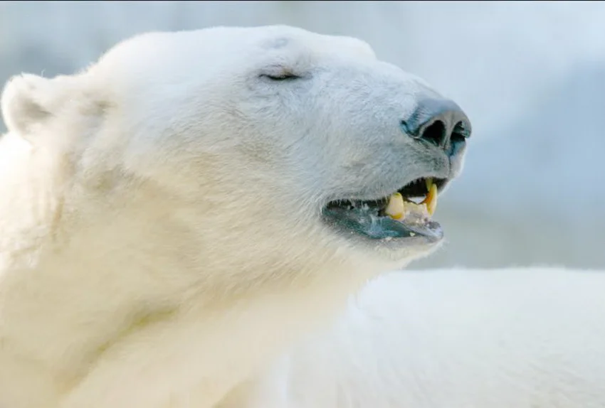 oso-polar_ NA