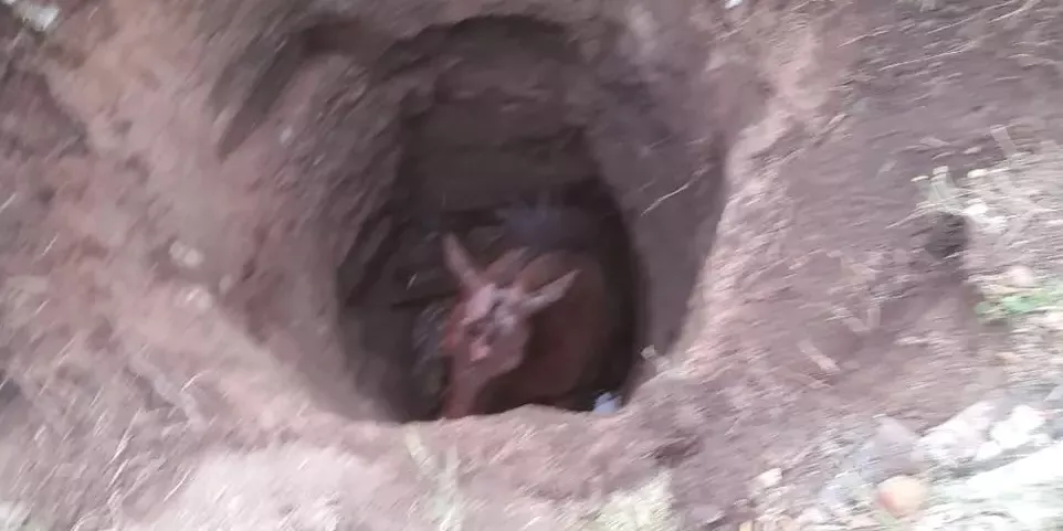 caballo