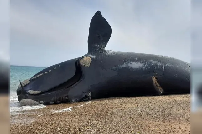 ballenas muertas Chubut