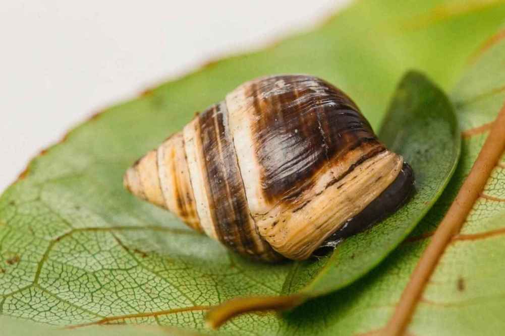 Caracol
