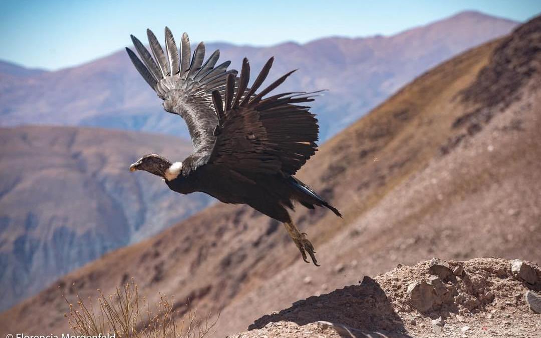 Condor