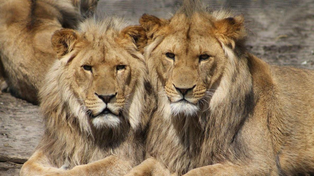 Leones