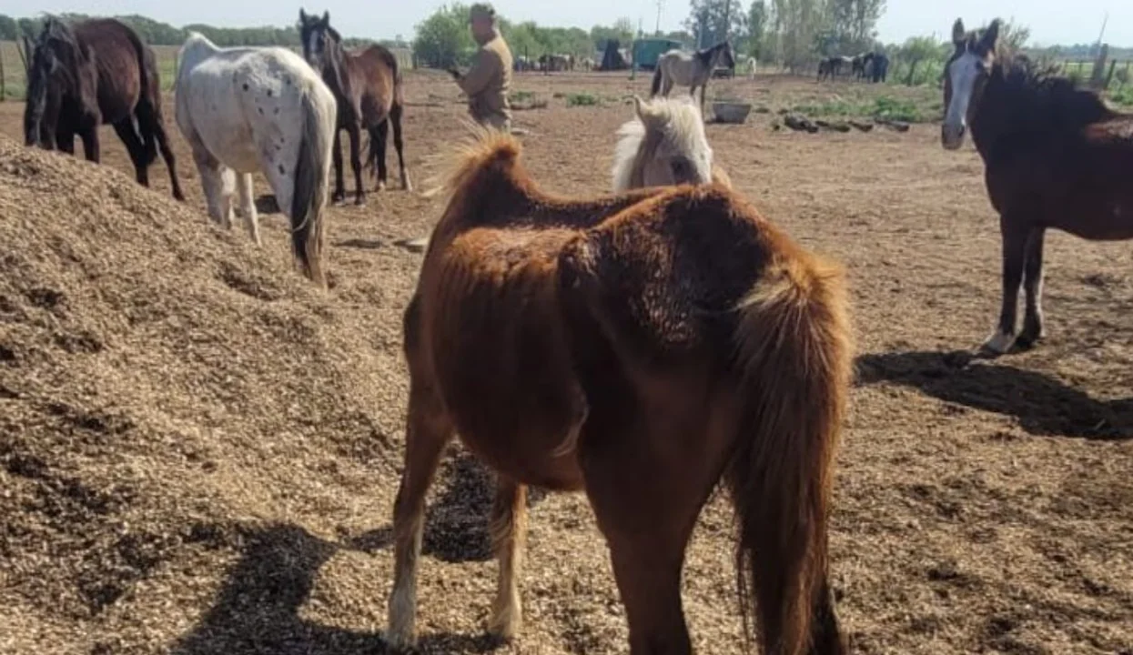 rescatan más de 20 caballos