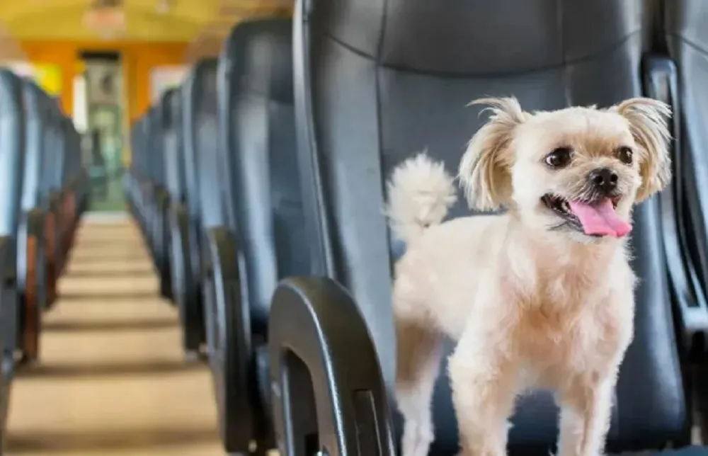 Flecha Bus  viajan mascotas