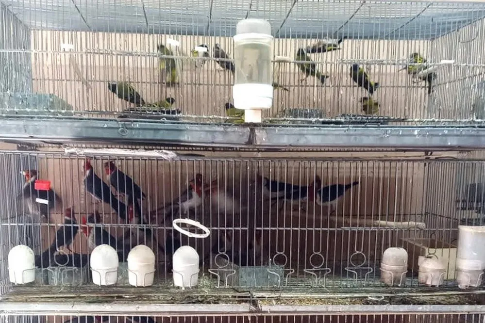 EL OBJETIVO FOTO OPERATIVO POLICIA AMBIENTAL AVES 3