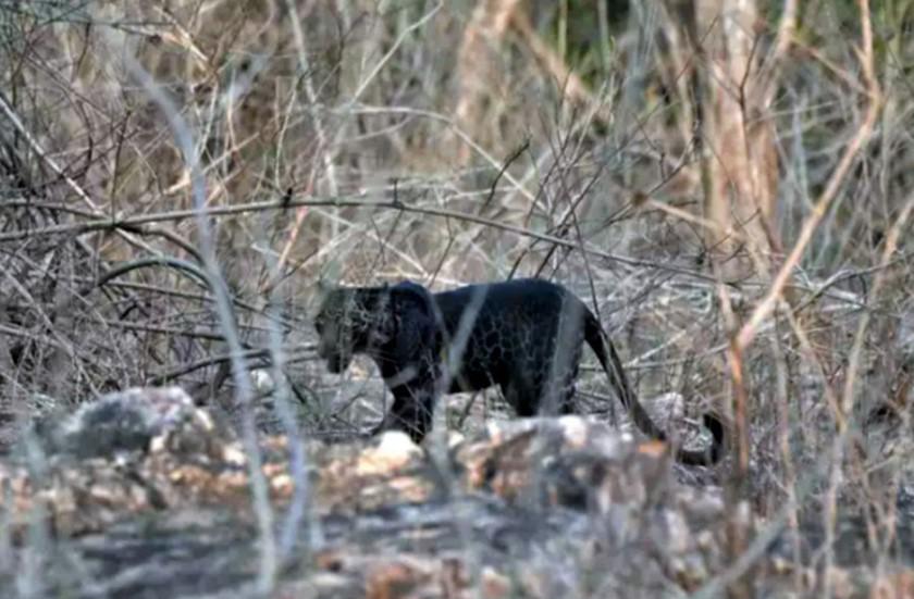 LeopardoNegro2