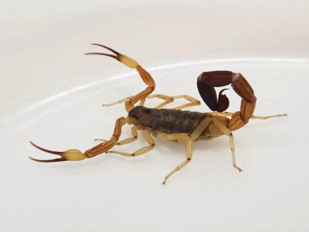 animales ponzoñosos