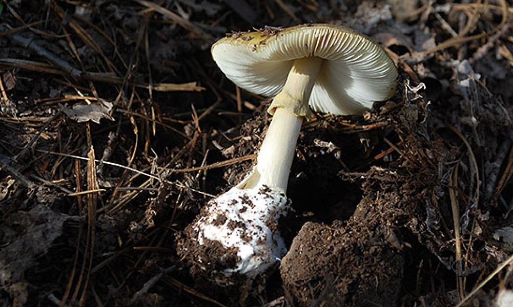 AmanitaPhalloides