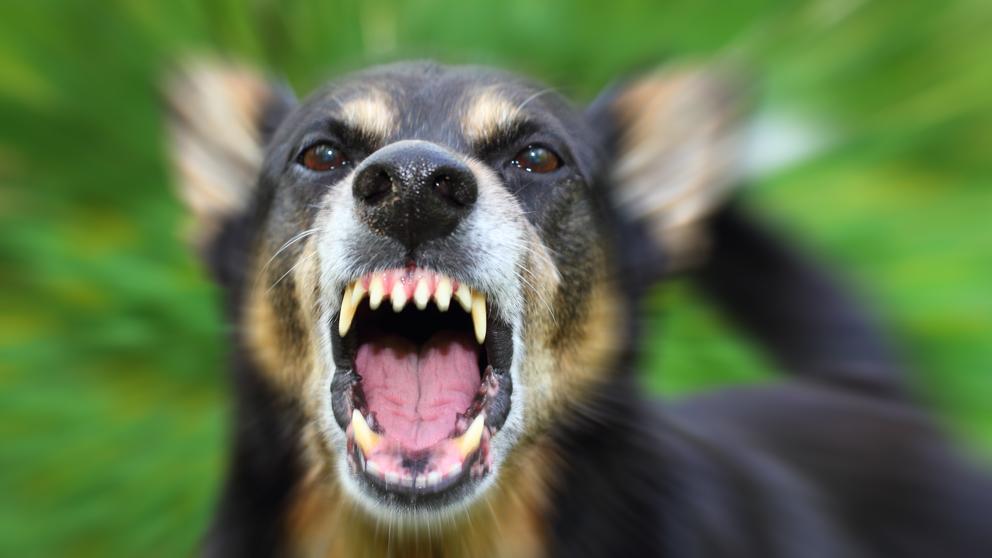 PERRO