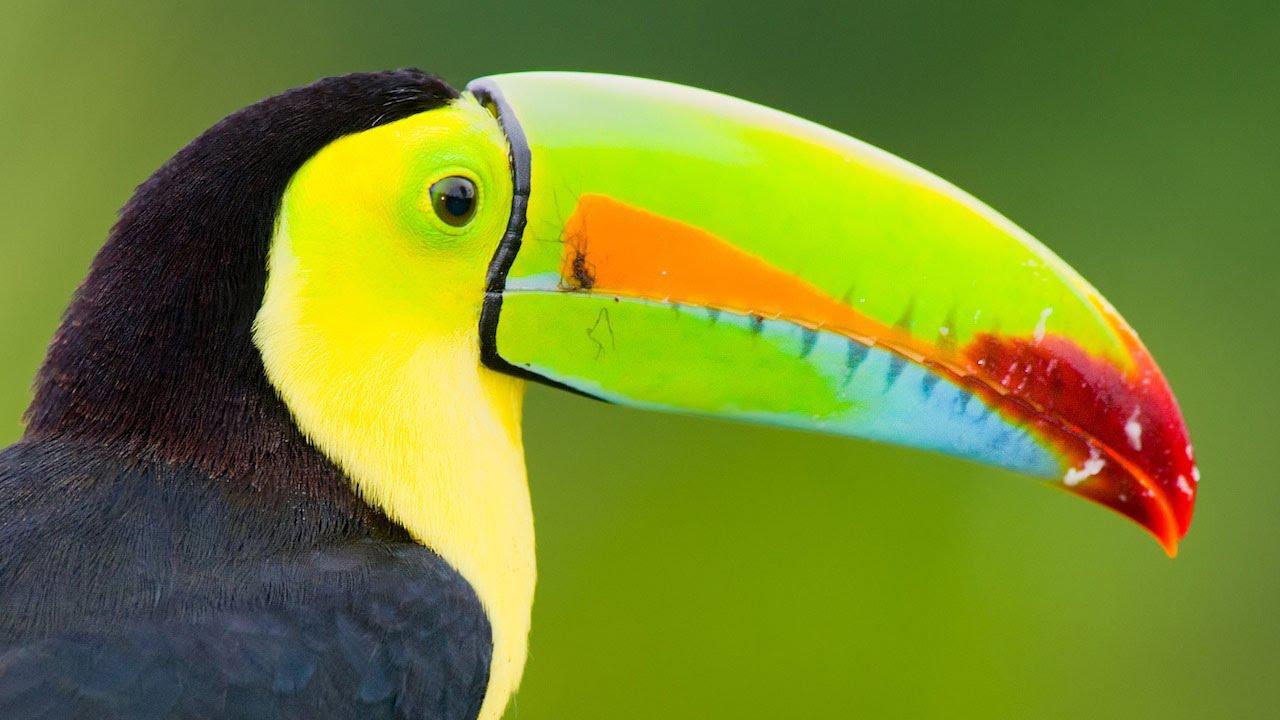 Tucan
