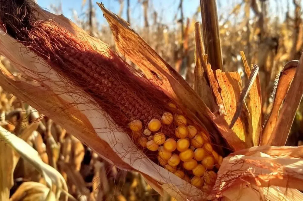 EL OBJETIVO FOTO CHICHARRITA DEL MAIZ X MINISTERIO BIOAGROINDUSTRIA 2