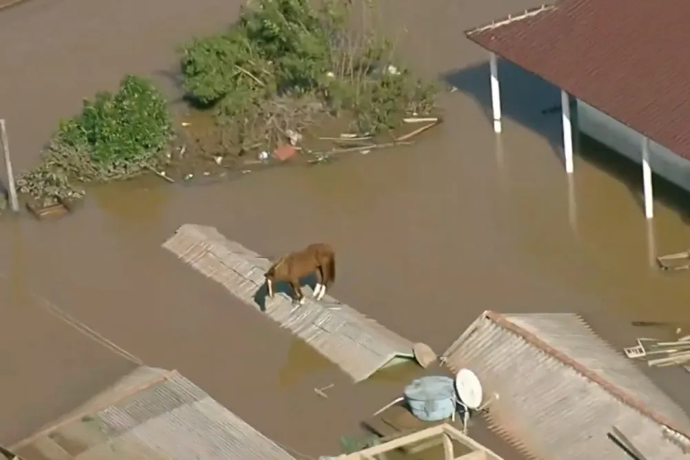 Caballo inundacion brasil