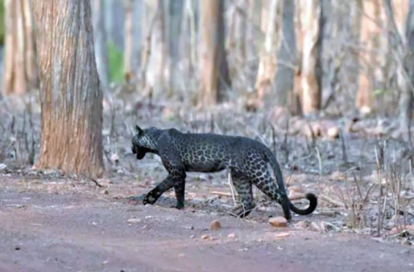 LeopardoNegro3