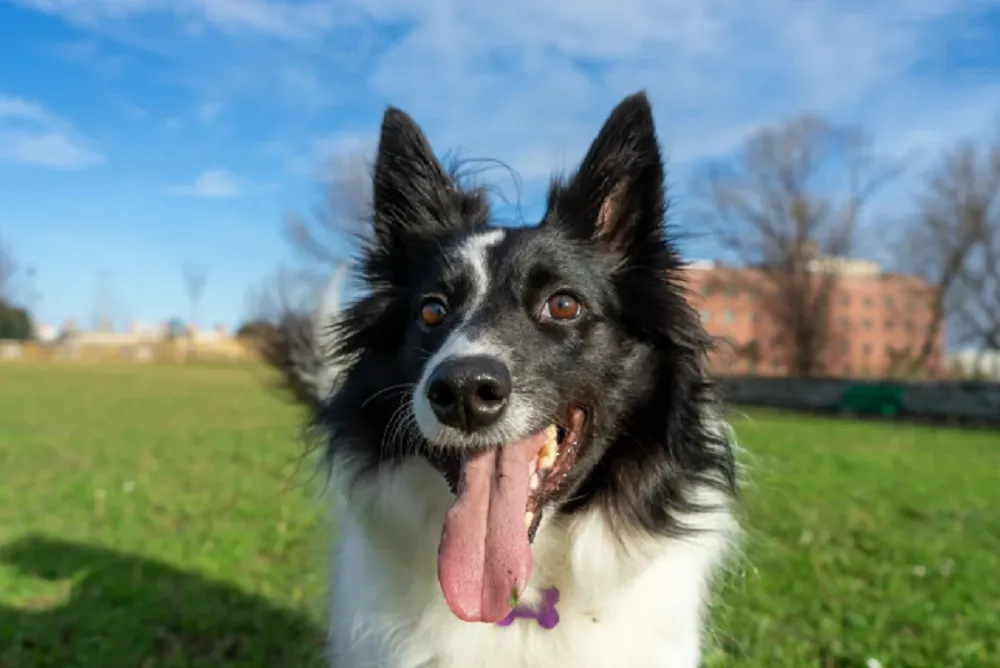 perro como un hijo más 1
