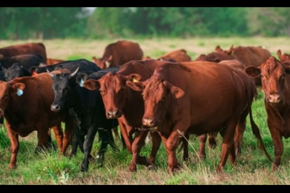Ganado vacuno vacas campo