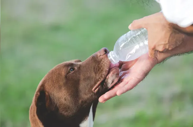 Perros mascotas malestar agua hidratacion