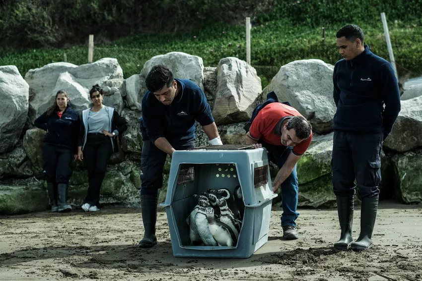 MDQ - pingüinos-rescate-01 _ Télam