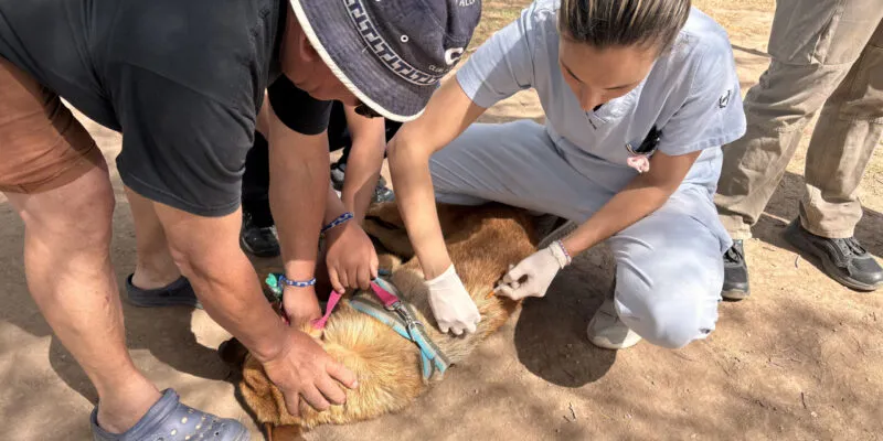 vacunación antirrábica